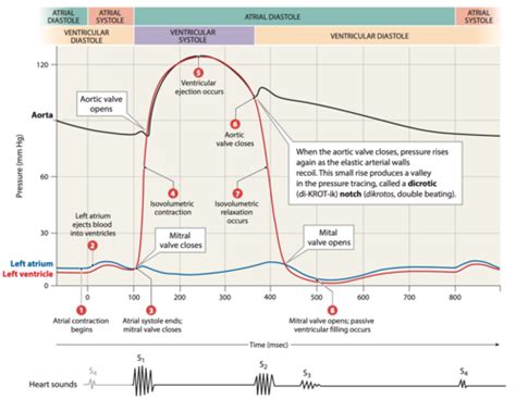 Lecture 27 The Cardiac Cycle And Cardiac Output Flashcards Quizlet