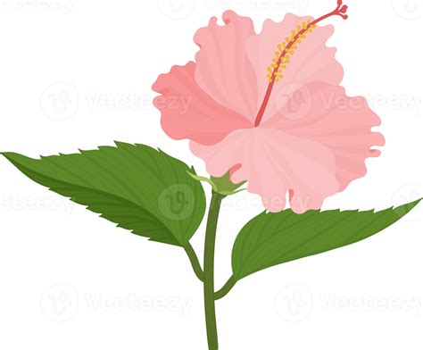 Pink Hibiscus Flower Hand Drawn Illustration 10172274 Png