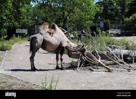 Bactrian Camels Aka Camels With Two Humps Photographed In A Zoo Named