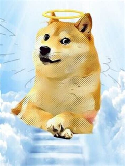 Beloved ‘Doge’ Meme Dog Kabosu Passes Away - Don't Get Serious