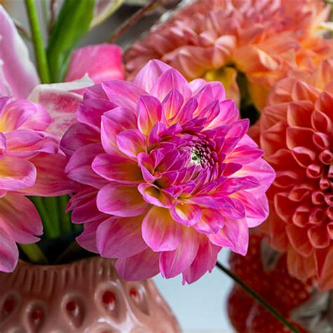 Dahlias à fleurs coupées acheter bulbes directement de Hollande