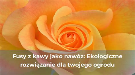 Fusy z kawy jako nawóz ekologiczne rozwiązanie dla twojego ogrodu My