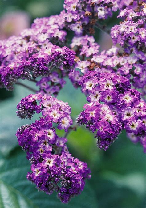 Heliotrope: Fragrant Sun-Loving Flower