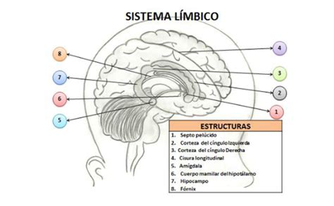 Explicación del sistema límbico su funcionalidad y gráfico con las