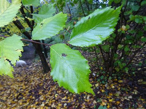 Ulmus Americana L 1753 Ulmaceae Sinónimo Ulmus Alba R Flickr