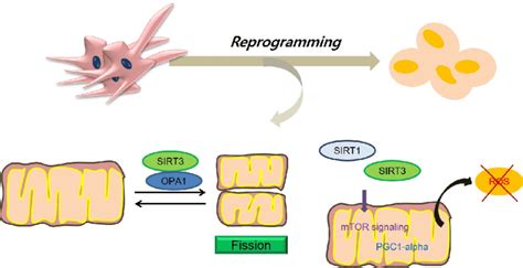 The Relationship Between Sirtuins And Mitochondrial Dynamics Caused By