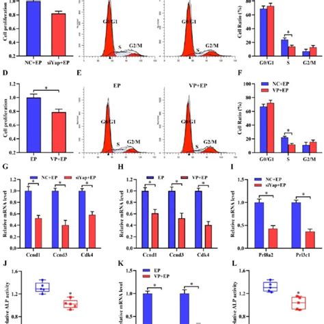 Yap function in stromal cell proliferation and differentiation. (A ... 
