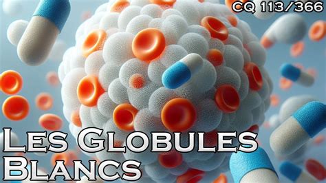 Les Types De Globules Blancs Cq Youtube