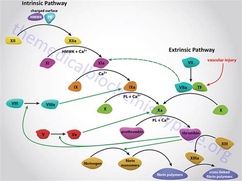 Coagulation Cascade Diagram Simple