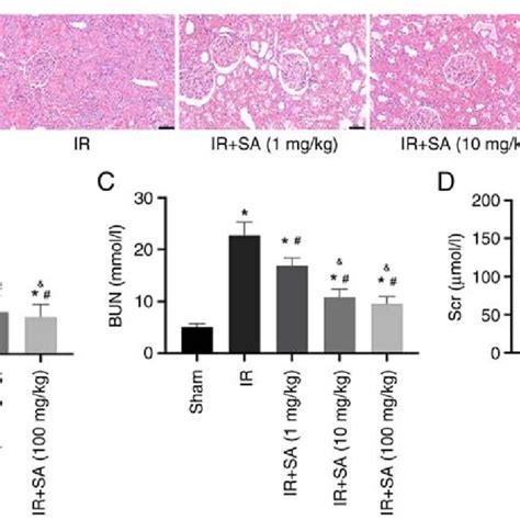 Sa Attenuates Ir Induced Kidney Injury Rats Underwent A Sham Operation