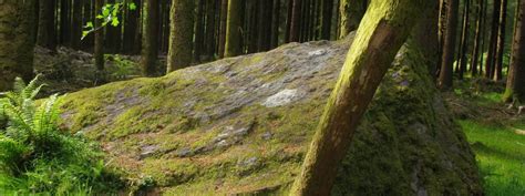 Irish forest parks to visit in Ireland ☘️ • Go-to-Ireland.com