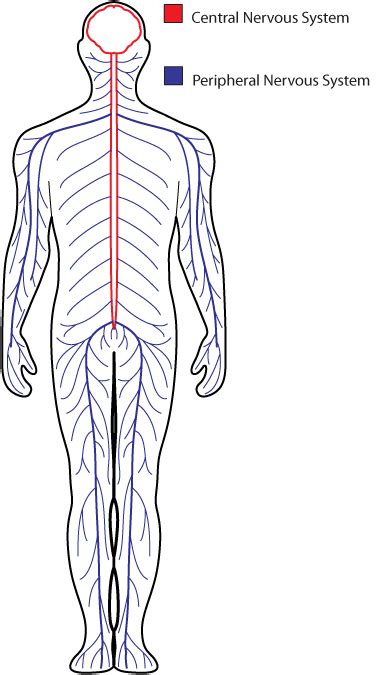 Nervous System Drawing At Getdrawings Free Download