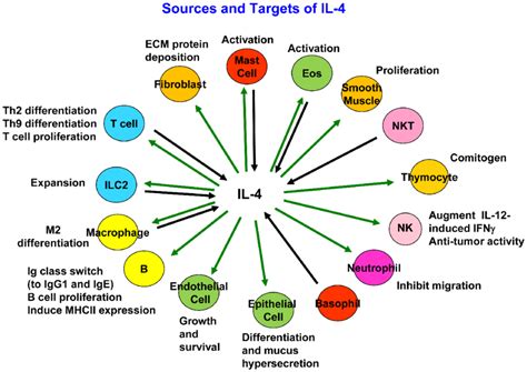 Schematic of cellular sources of interleukin 4 (IL-4) and target cells ...