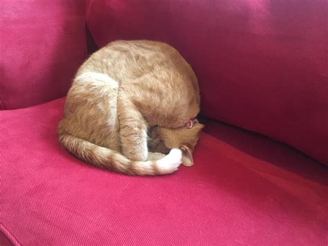 My cats sleeping positions amaze me. : r/aww