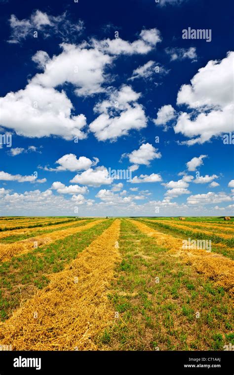 Saskatchewan Wheat Fields Hi Res Stock Photography And Images Alamy