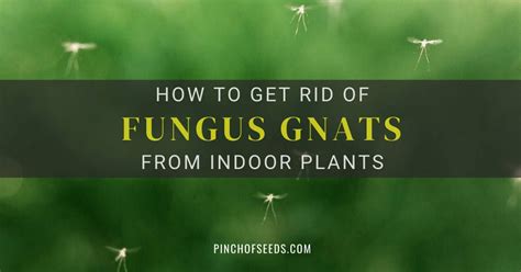 Get rid of fungus gnats with hydrogen peroxide – Artofit