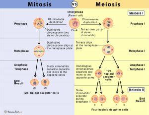 Mitosis vs Meiosis: 14 Main Differences Along With Similarities