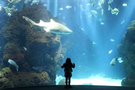 The Scientific Center Kuwait - Mama.Papa.Bubba.