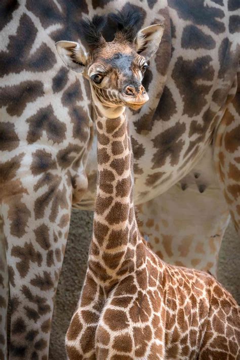 Giraffe Calf