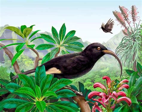 exotic birds driven  extinction  modern history thecollector