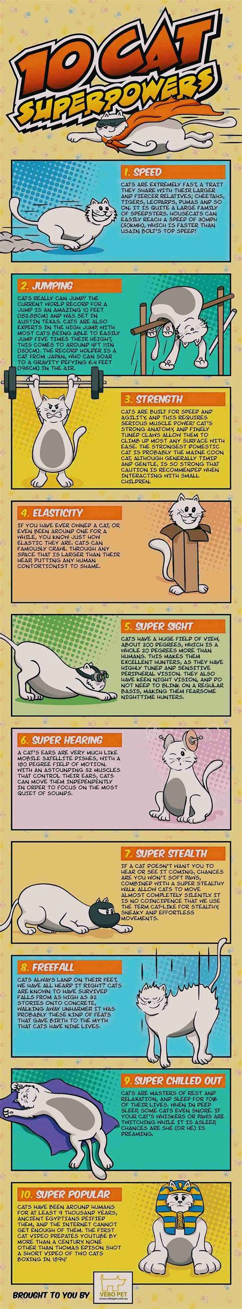 10 Cat Superpowers That Make Them Awesome | Infographics Archive