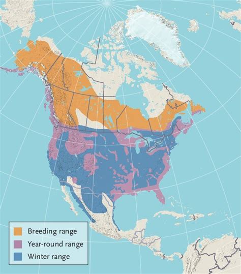 Animal Facts Bald Eagle Canadian Geographic