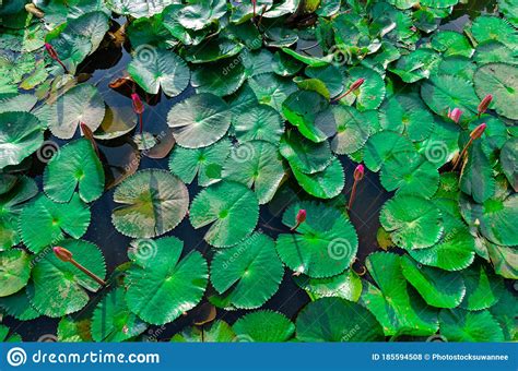 Beautiful Green Lotus Leaves In The Morning Light In The Natural Midst