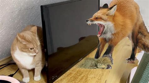 Cat Vs Fox Hard Fight Youtube