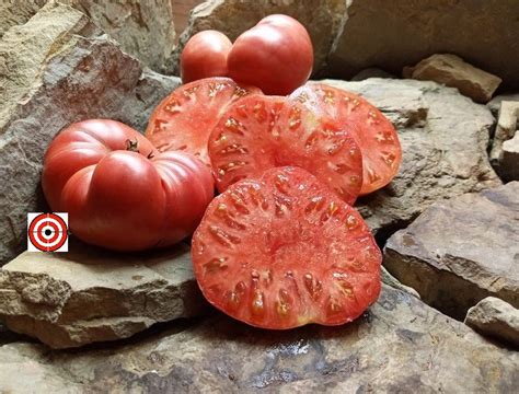 Brandywine Pink Tomato Heirloom Tomatoes Bounty Hunter Seeds