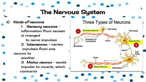 Nervous And Endocrine System Notes Ppt Download