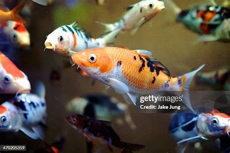 Small Koi Fish Photos And Premium High Res Pictures Getty Images