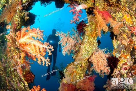 A Diver Exploring The Coral Encrusted Liberty Wreck Tulamben Bali