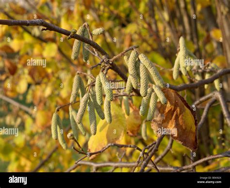 Common Hazel Corylus Avellana Stock Photo Alamy