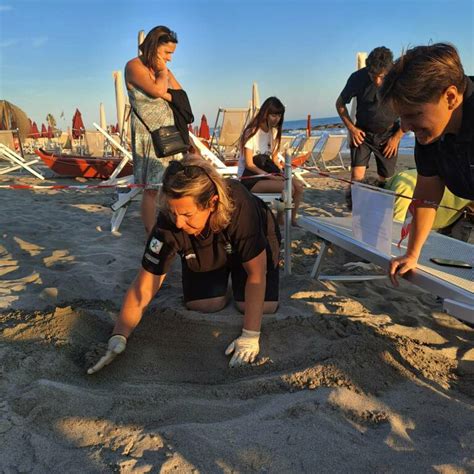 Si Allarga La Famiglia Alla Spiaggia Di Poveromo Trovato Un Nido Di