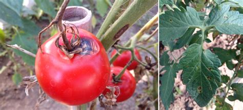 Tomato Early Blight Disease - Causes, Symptoms and Treatment