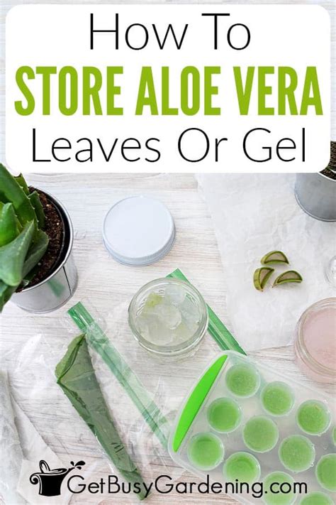 How To Store Aloe Vera Gel Or Leaves Get Busy Gardening