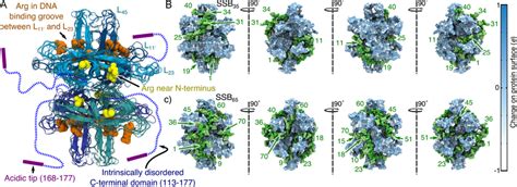 Microscopic models of the ssDNA-SSB complex. (A) The structure of the ...