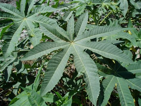 Ricino Ricinus Communis Plantas Riomoros