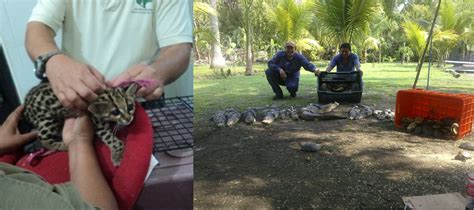 Profepa La Ley Al Servicio De La Naturaleza ASEGURA PROFEPA 100