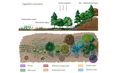 Ground and aerial methods for monitoring vegetation cover | Canopy ...