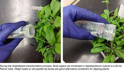 Tips for arabidopsis transformation