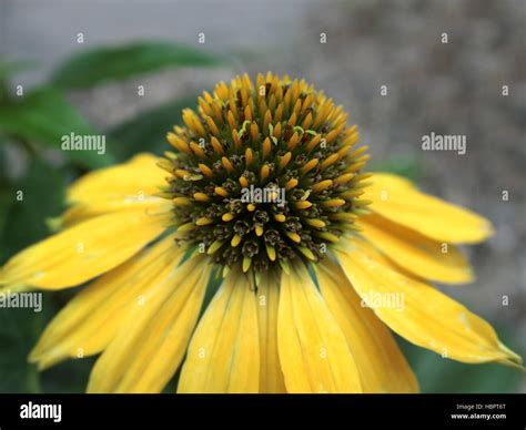 Echinacea X Hybrida Cheyenne Spirit In Flower Stock Photo Alamy