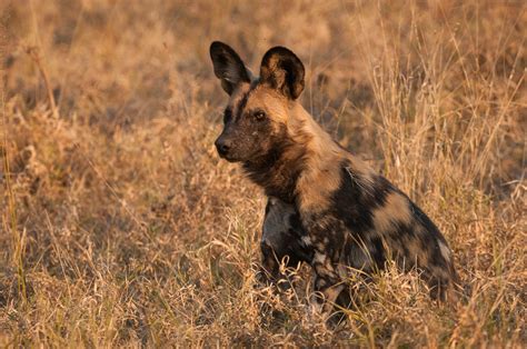 African Wild Dog | Sean Crane Photography