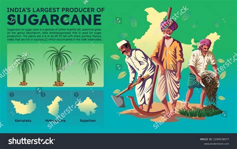 Visualizing Indias Largest Sugarcane Producing States Stock Vector