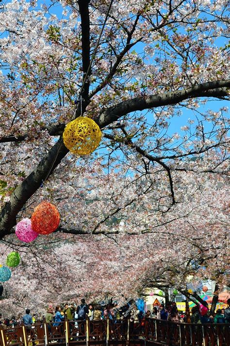 Jinhae-Cherry-Blossom-Festival-Korea - Travel Through Life