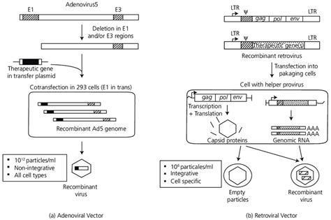 10 Scheme Of Viral Vectors For Gene Delivery A Adenoviral Vectorb