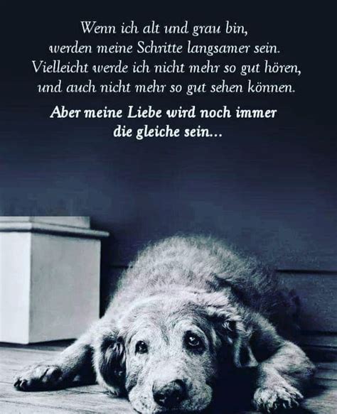 Hunde Spr Che Leben Viele Schriftsteller Dichter Und K Nstler Im