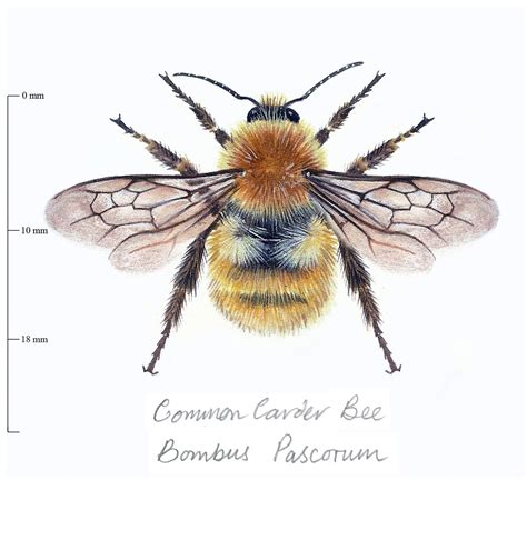 The seven bumblebees you'll see in Britain, and how to identify them