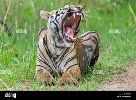 Royal Bengal Tiger Or Panthera Tigris Or Indian Tiger Yawning At Tadoba