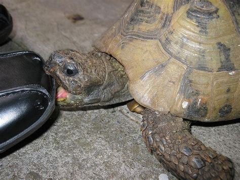 Funerals And Tortoises Tortoises Turtle Photo Sharing